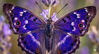 A Butterfly